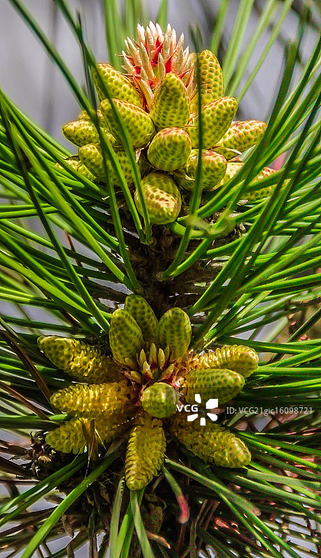 小冷杉图片素材