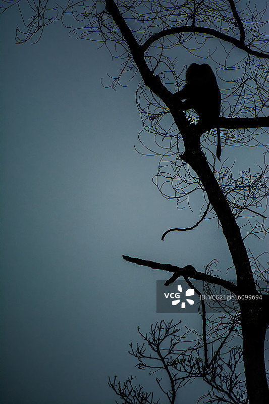 狮尾猕猴的轮廓图片素材