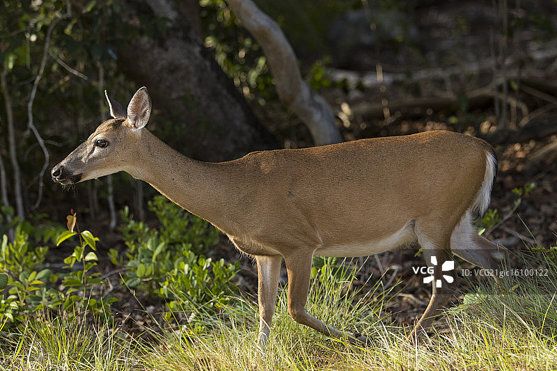 佛罗里达礁岛鹿图片素材