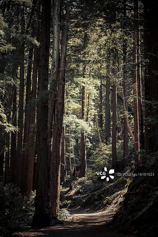 进入红杉林图片素材