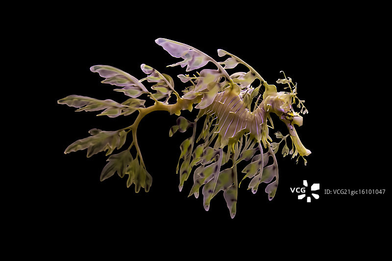 叶海龙图片素材