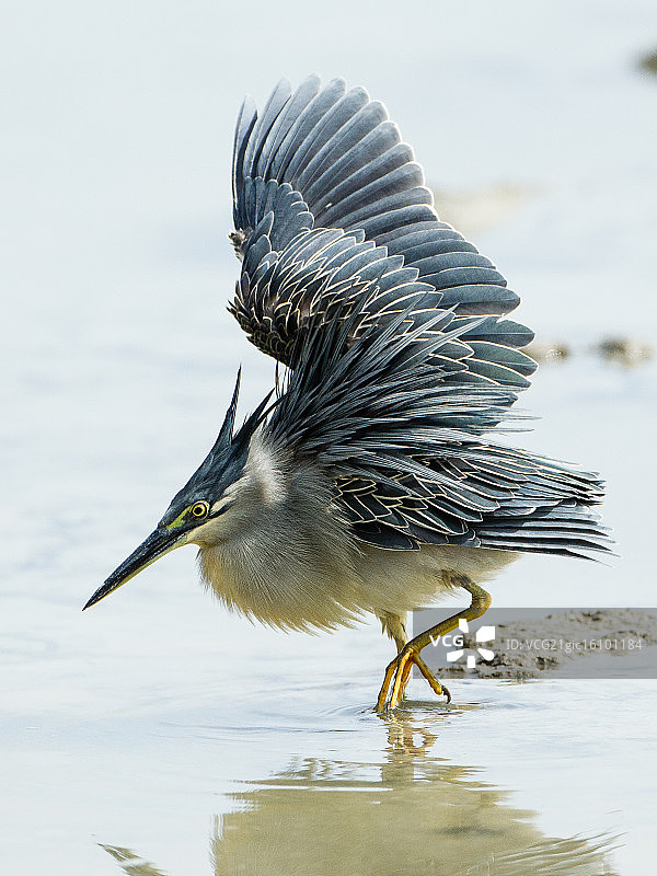 绿鹭求偶展示图片素材