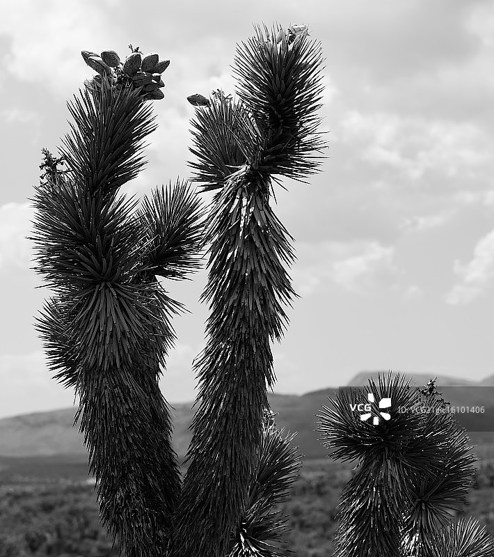 红色岩石丝兰图片素材