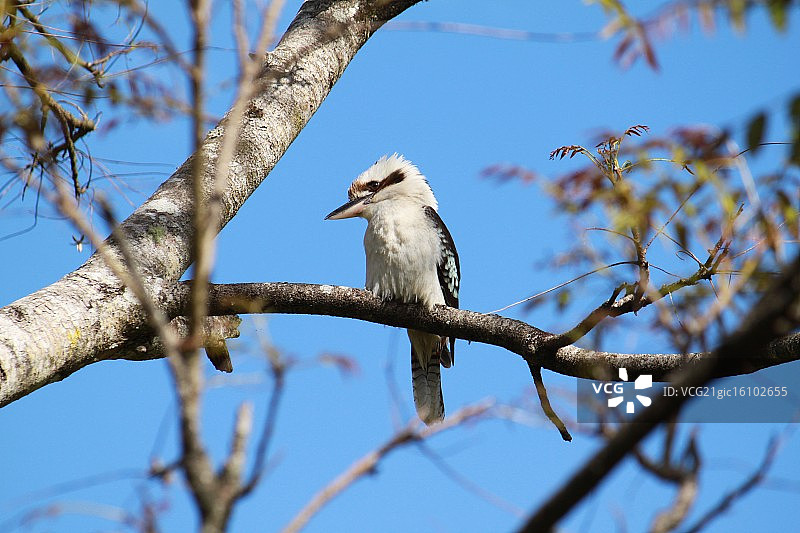 蓝天下树上的笑翠鸟图片素材