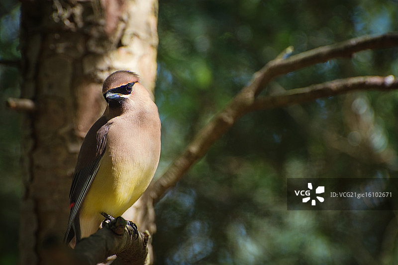 雪松连雀图片素材