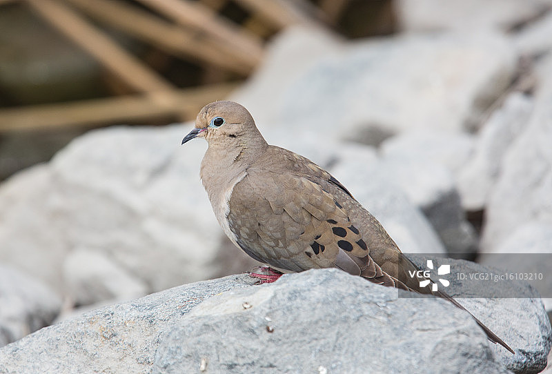 Mourning那里图片素材
