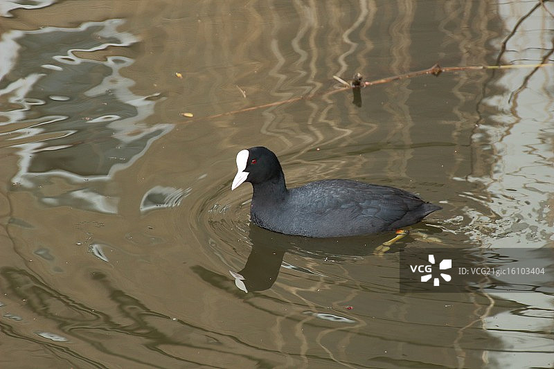 欧亚傻瓜图片素材