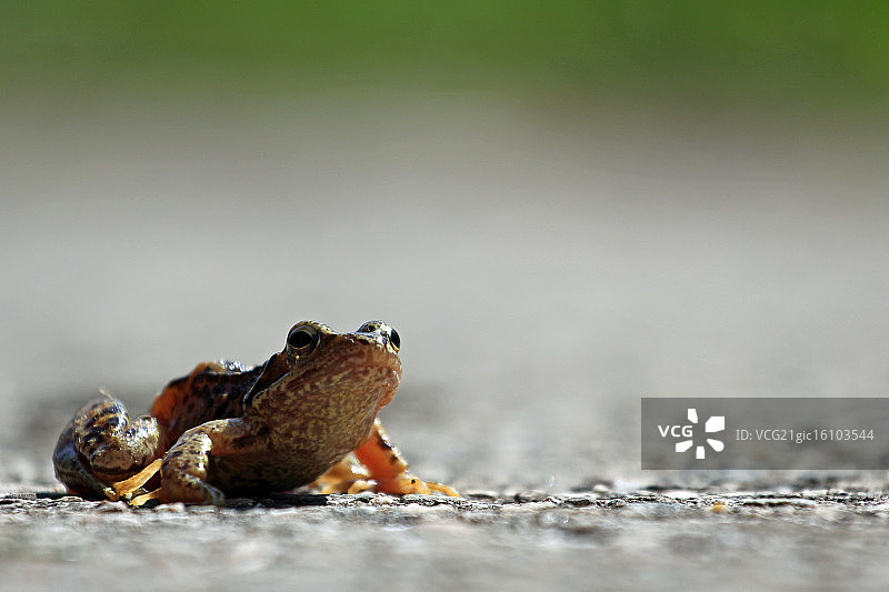 普通青蛙图片素材