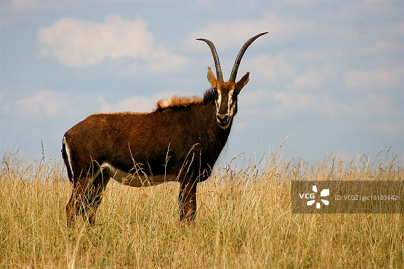 黑貂羚羊图片素材