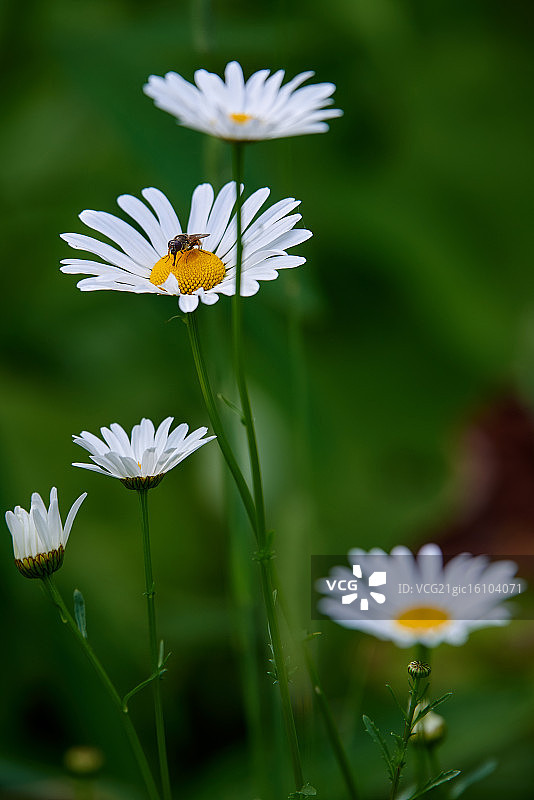 香雪兰图片素材