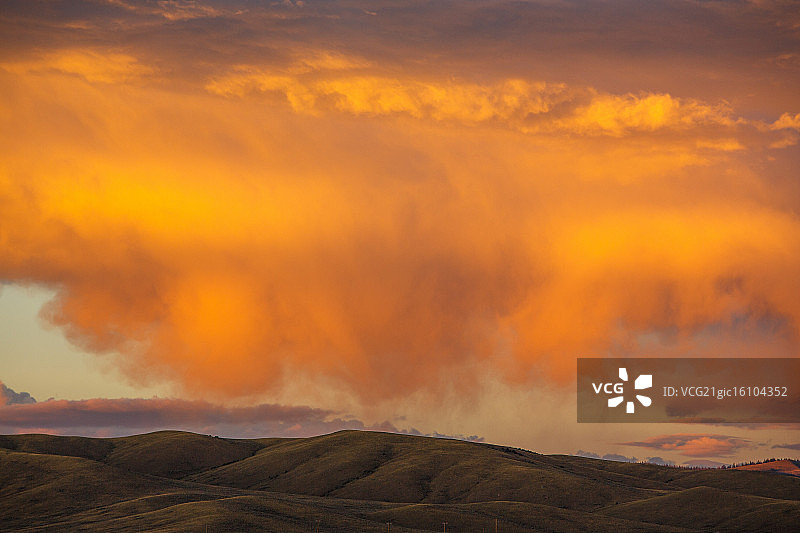 白杨树图片素材