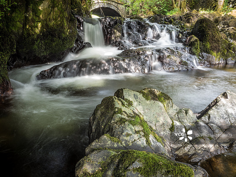 紫杉树下图片素材
