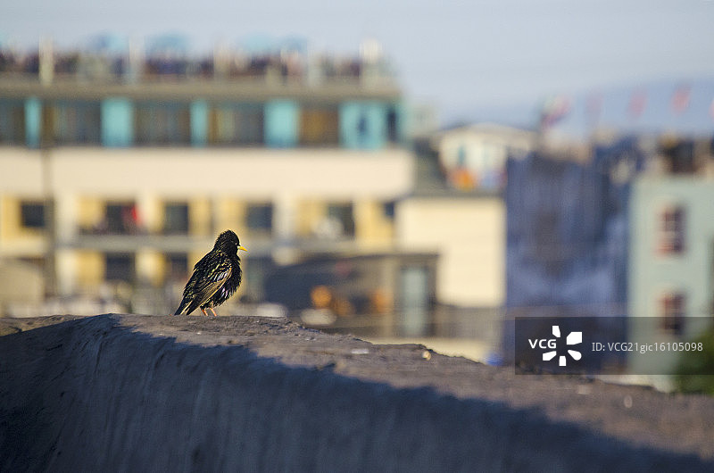 威尼斯屋顶的鸟图片素材