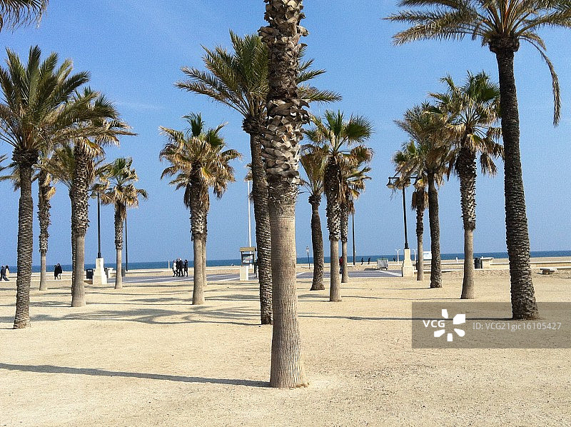 瓦伦西亚棕榈树和沙滩图片素材