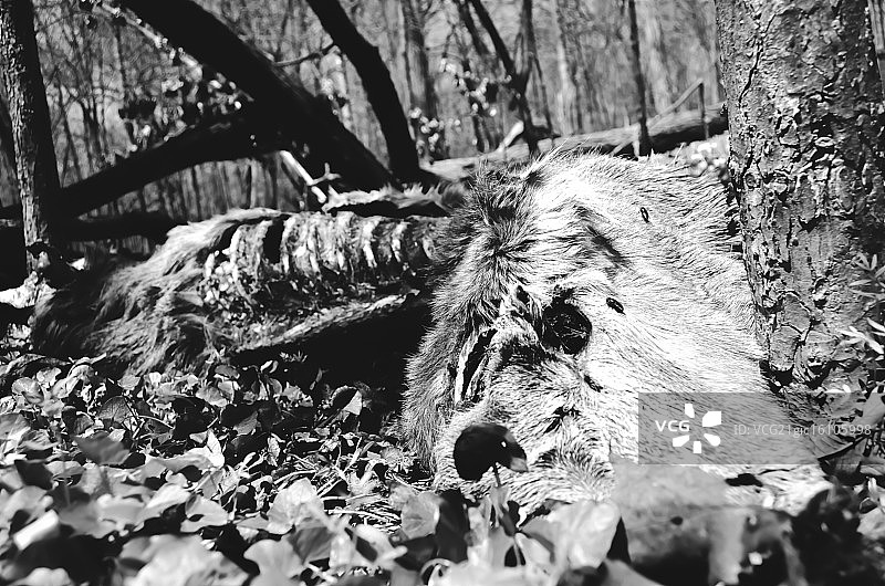 鹿的尸体图片素材