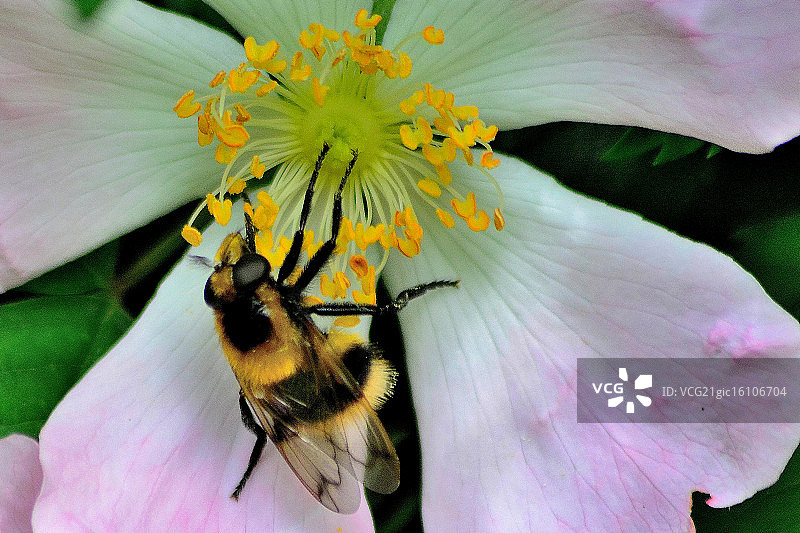 野玫瑰与蜜蜂图片素材