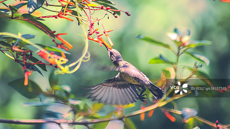 太阳鸟图片素材