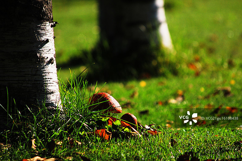 飞行伞菌图片素材