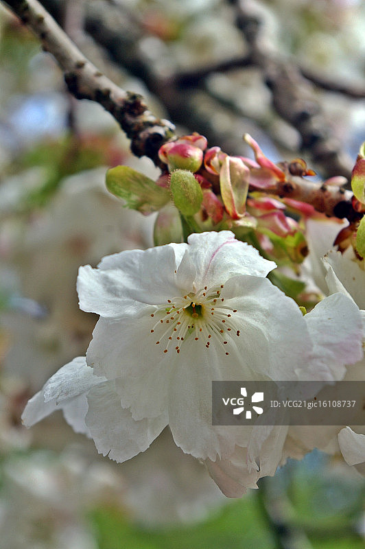 核桃花簇图片素材