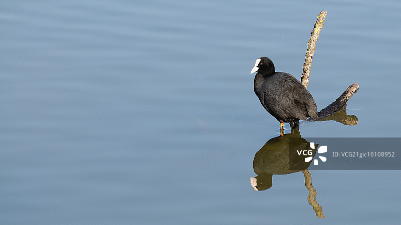 骨顶鸡图片素材