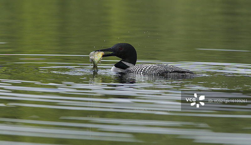 太阳鱼鹊鸟图片素材