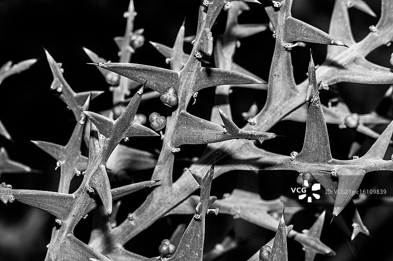 植物的刺图片素材