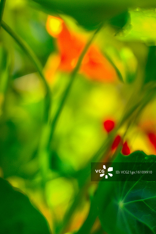 旱金莲雾霾图片素材