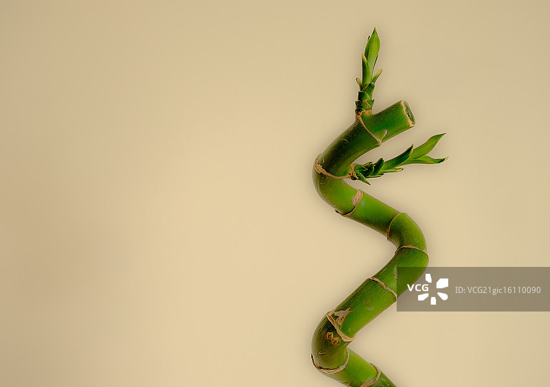 一个月大的幸运竹图片素材