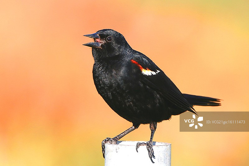 红翼黑鸟图片素材