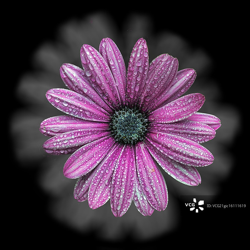 粉色洋甘菊图片素材