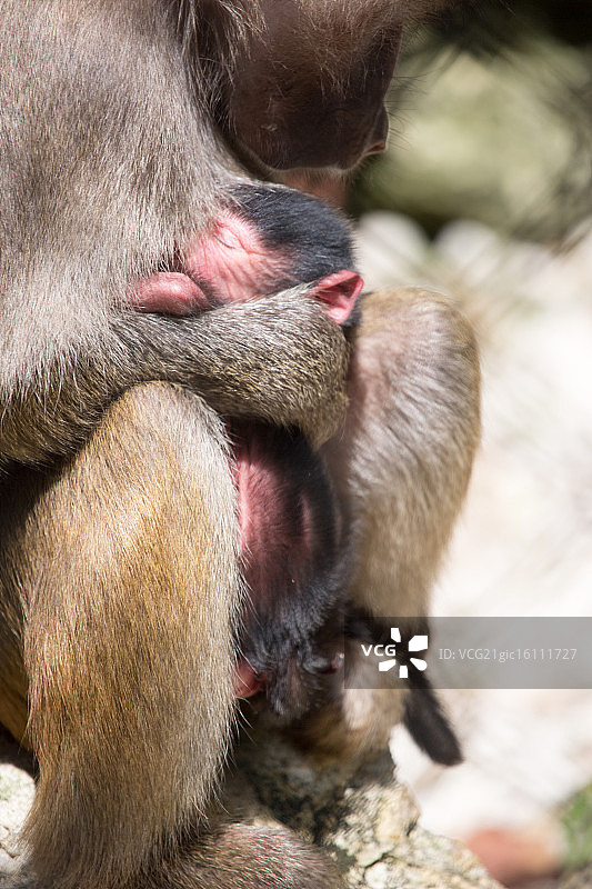 小猩猩图片素材