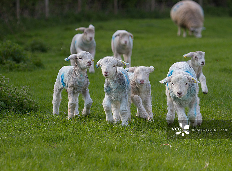 好奇的小羊羔！图片素材