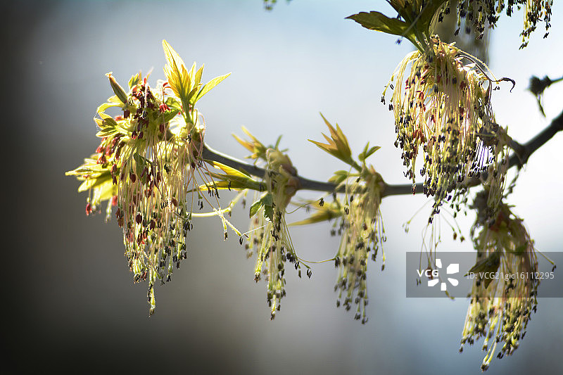 白蜡树花图片素材