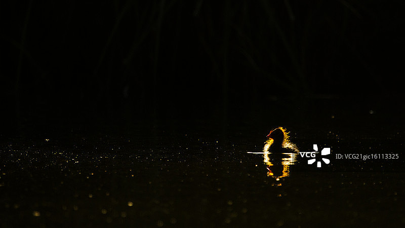 可爱骨顶图片素材