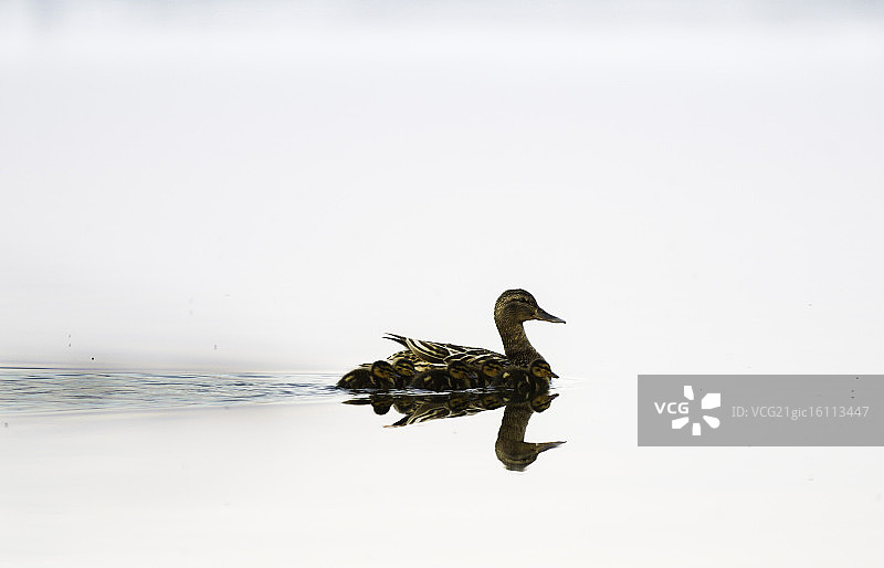 绿头鸭家庭图片素材