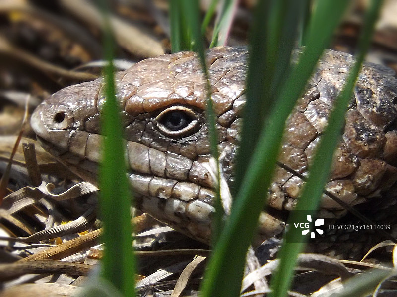 蓝舌蜥蜴图片素材