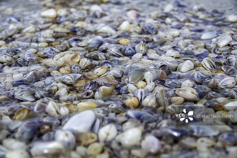 豆蛤海滩图片素材