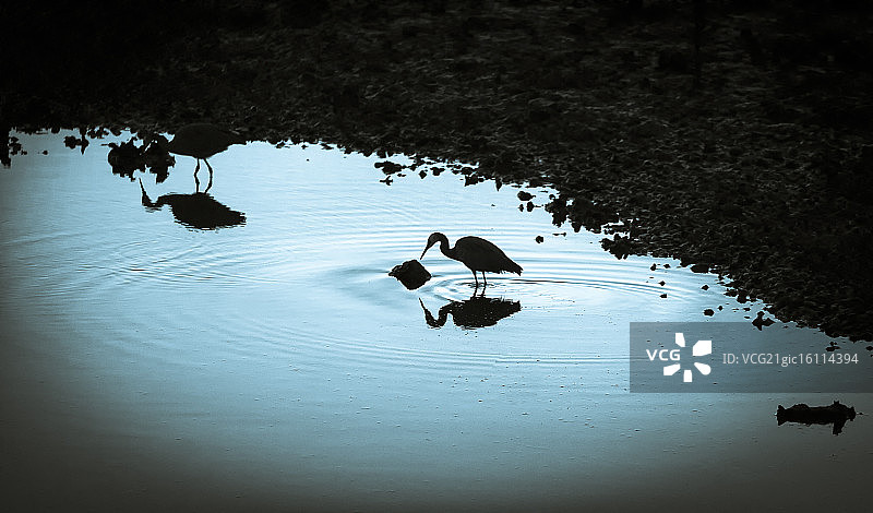 鸟类及其倒影图片素材