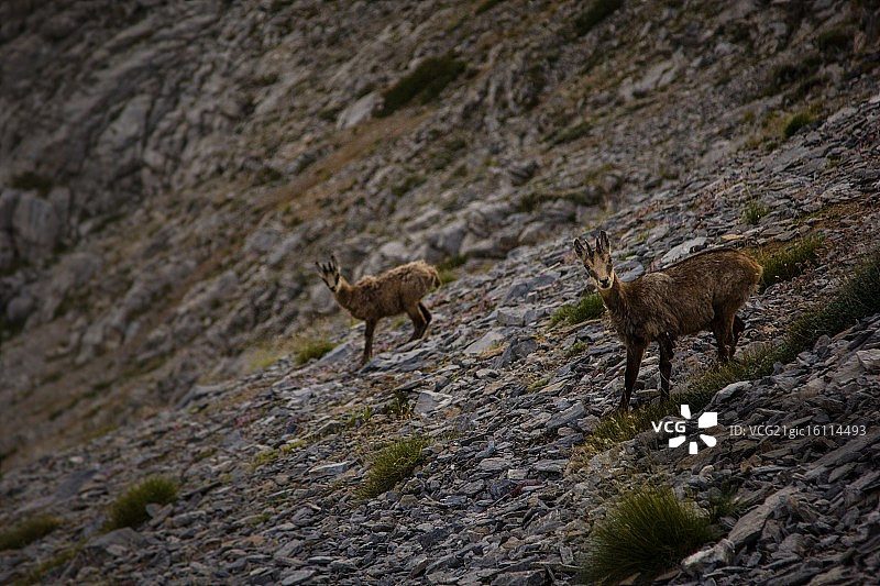 野生动物姿态图片素材