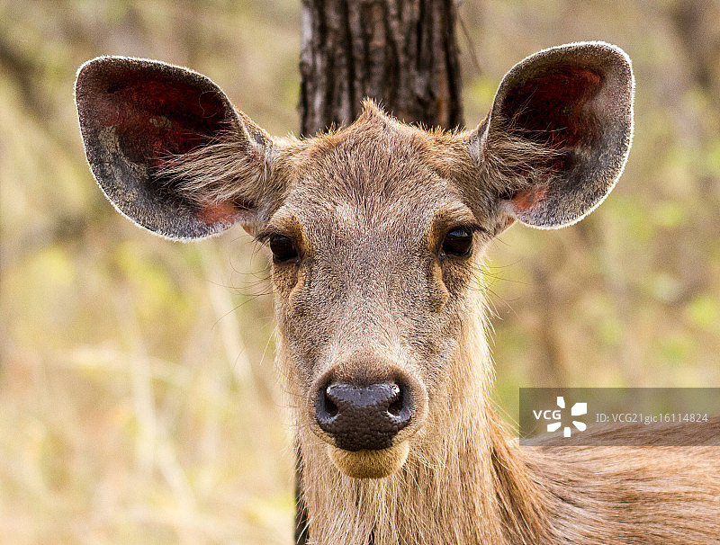 印度黑鹿图片素材