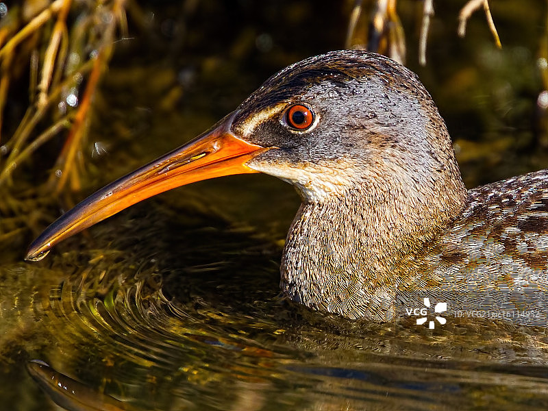 美洲秧鸡特写图片素材