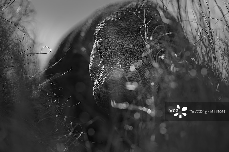 科莫多岛图片素材