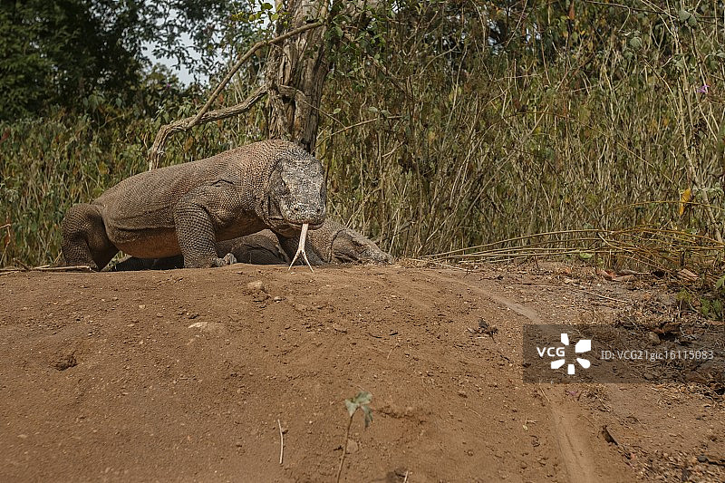 科莫多岛图片素材