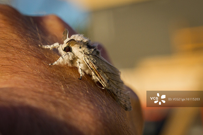 白色飞蛾图片素材