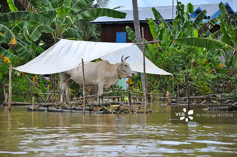 洞里萨湖图片素材