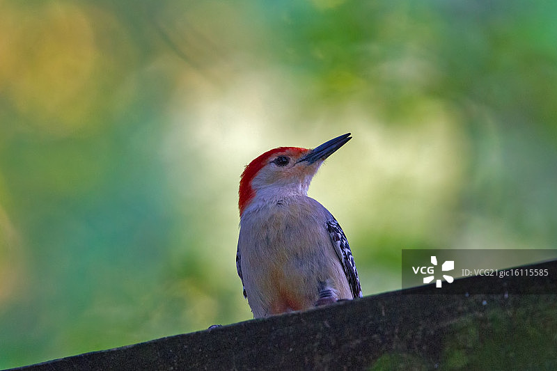 红腹啄木鸟图片素材