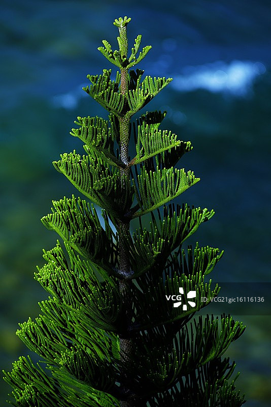 阳光下的南洋杉图片素材