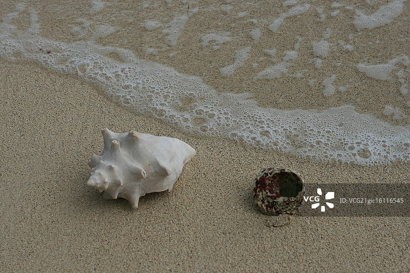 圣巴茨岛的贝壳图片素材