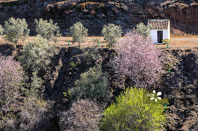 盛开的田野图片素材