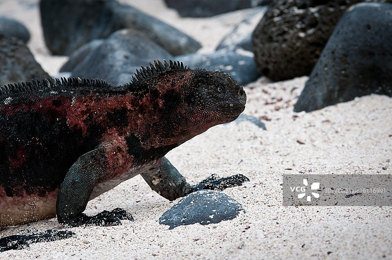 加拉帕戈斯群岛海洋鬣蜥图片素材